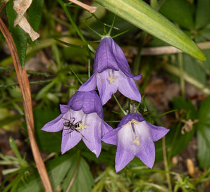 Campanula rotundifolia (bluebell, harebell, bluebell bellflower)