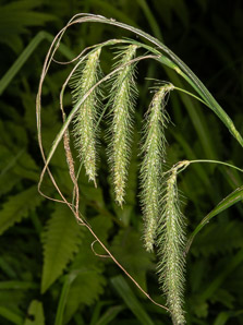 Carex crinita (drooping sedge, long-haired sedge, fringed sedge)