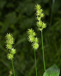 Carex L. (sedge)