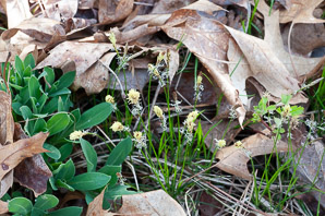 Carex pensylvanica (Pennsylvania sedge, Penn sedge, early sedge, common oak sedge, yellow sedge)