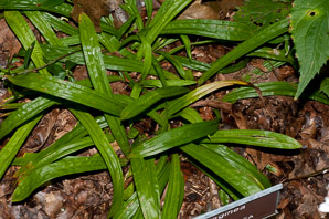 Carex plantaginea (plantain-leaf sedge, seersucker sedge)