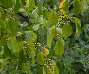 Celastrus scandens (American bittersweet)