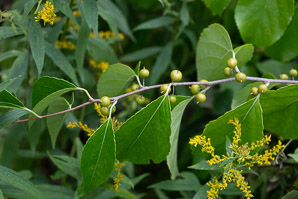 Celastrus scandens (American bittersweet)