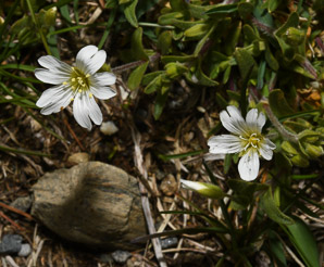 Cerastium arvense (field chickweed)