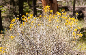 Chrysothamnus viscidiflorus (yellow rabbitbrush, green rabbitbrush)