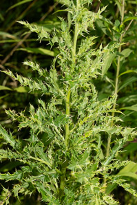 Cirsium arvense (Canada thistle, field thistle, lettuce from hell thistle, California thistle, corn thistle, cursed thistle, green thistle, hard thistle, perennial thistle, prickly thistle, setose thistle, small-flowered thistle, way thistle, stinger-needles)