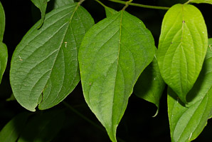 Cornus amomum (silky dogwood)