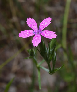 Dianthus armeria (Deptford pink)