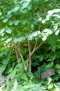 Dirca palustris (Eastern leatherwood, leatherwood)