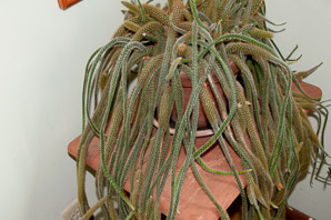 Disocactus flagelliformis (rat tail cactus, Flor de Látigo, floricuerno, junco, junquillo, nopalillo)