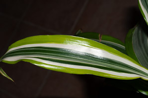 Dracena fragrans (corn plant)