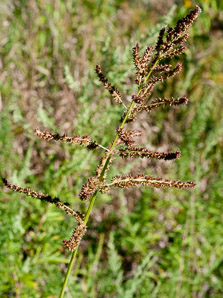 Echinochloa crus-galli (barnyard grass)