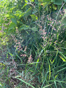 Eragrostis cilianensis (stink grass, stinkgrass, candy grass, gray lovegrass)