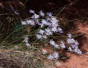 Erigeron filifolius (threadleaf daisy, threadleaf fleabane)