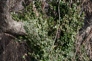 Euonymus fortunei (common wintercreeper, climbing euonymous)