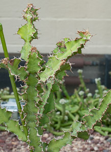 Euphorbia breviarticulata