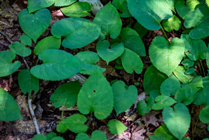 Eurybia macrophylla (bigleaf aster, largeleaf aster, bigleaf wood aster)