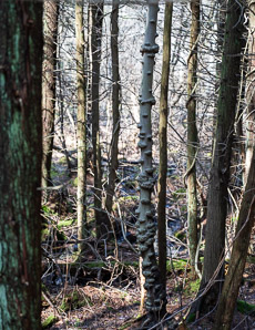 Fagus grandifolia (American beech)