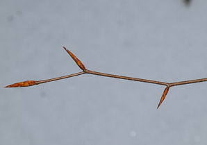Fagus grandifolia (American beech)
