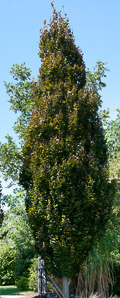 Fagus sylvatica (European beech)