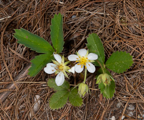 Fragaria virginiana (common strawberry, Virginia strawberry, wild strawberry, strawberry)