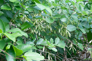 Fraxinus caroliniana (pop ash, Florida ash, swamp ash, Carolina ash, water ash)