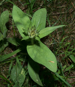 Gaillardia pulchella (gaillardia, Indian blanket, firewheel, sundance)
