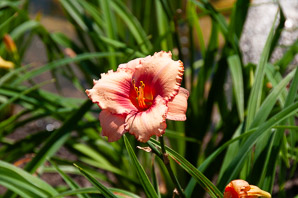 Hemerocallis ‘Strawberry (daylily)