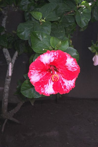Hibiscus (hibiscus, rose of Sharon)