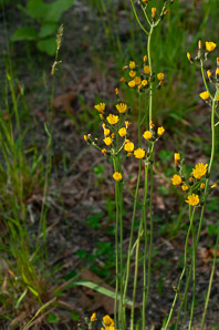 Hieracium caespitosum (field hawkweed, yellow hawkweed, meadow hawkweed, king devil, yellow paintbrush, devil’s paintbrush, yellow devil, yellow fox-and-cubs, yellow king-devil)