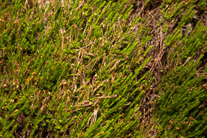 Hudsonia ericoides (pine barren goldenheather, pine-barren false heather, false heather, beach heather)