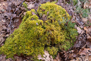 Hypnum imponens (brocade moss, feather moss, hypnum moss)