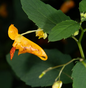Impatiens capensis (spotted jewelweed, jewelweed)