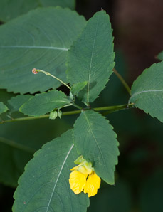 Impatiens pallida (yellow jewelweed)