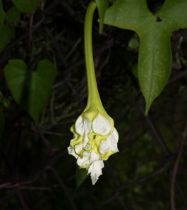 Ipomoea alba (moonflower, moonvine)