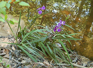 Iris sp. (Louisiana iris)