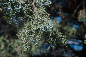 Juniperus occidentalis (western juniper)