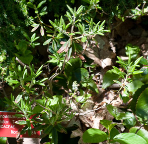 Ledum groenlandicum (bog Labrador tea)
