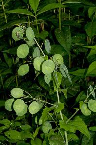 Lunaria annua (annual honesty, money plant, silver dollars)
