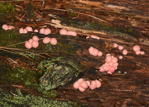 Lycogala epidendrum (Wolf’s milk slime mold)