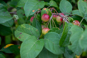 Malus baccata (Siberian crab apple, Manchurian crab apple, Chinese crab apple)