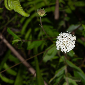 Melanthera nivea (snow melanthera, snow squarestem)