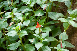Mimulus cardinalis (cardinal monkeyflower, scarlet monkeyflower)