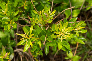 Morella cerifera (wax myrtle, southern bayberry, southern wax myrtle, candleberry, bayberry tree, tallow shrub, bayberry)