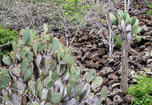 Opuntia galapageia (Galápagos prickly pear, tree prickly pear)