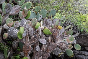 Opuntia galapageia (Galápagos prickly pear, tree prickly pear)