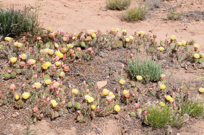 Opuntia phaeacantha (desert prickly pear, tulip prickly pear, brown-spine prickly pear, tulip pricklypear)