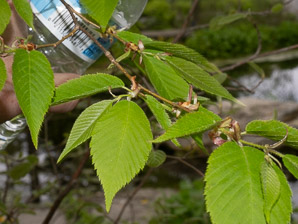 Ostrya virginiana (Eastern hophornbeam, ironwood, hophornbeam, hop-hornbeam)