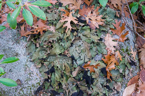 Peltigera aphthosa (common freckled pelt, felt lichen)