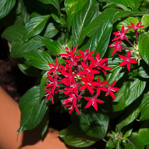 Pentas lanceola (Egyptian star flower)